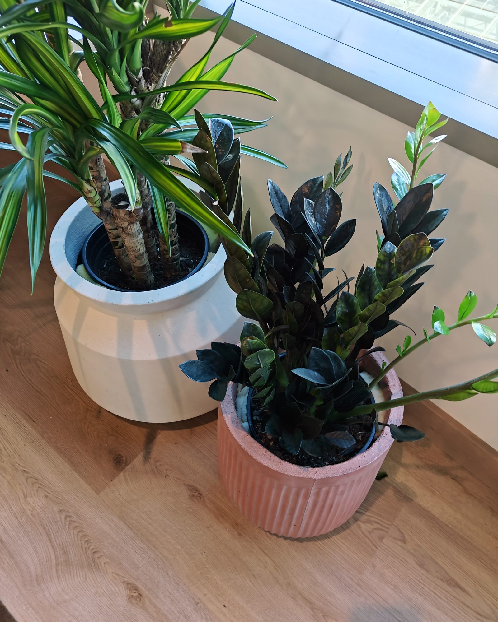Palm and fig at One Convention Place